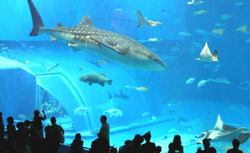 Acuario Inbursa y Museo Soumaya 🐟