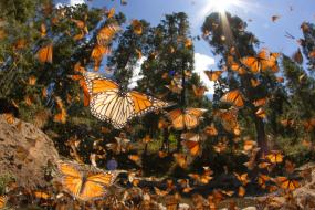Mariposa Monarca "Santuario del Rosario" y Valle de Bravo