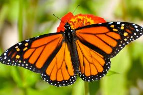 Mariposa Monarca "Santuario Piedra Herrada"