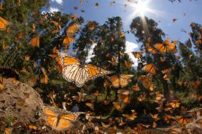 Mariposa Monarca "Santuario Piedra Herrada"