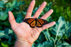 Mariposa Monarca "Santuario Piedra Herrada"