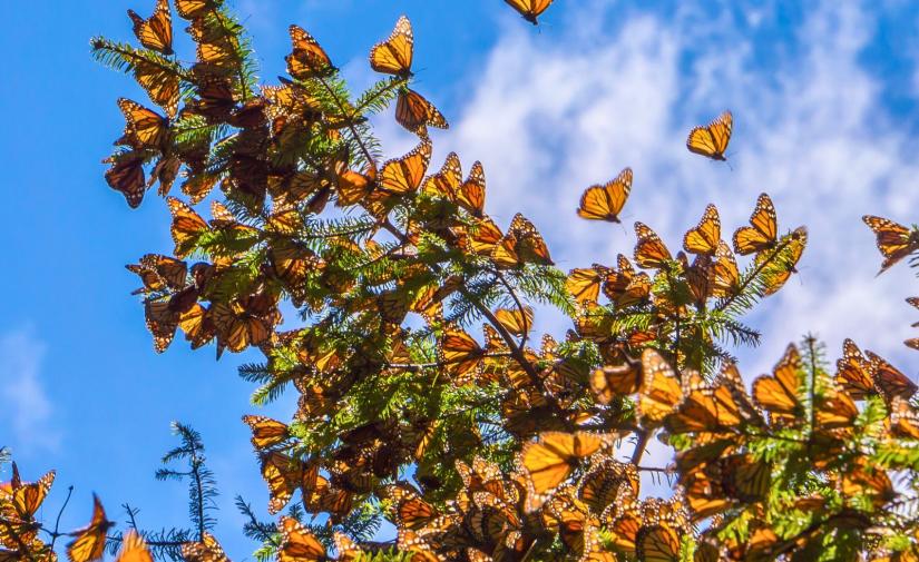 🦋 Mariposa Monarca "Santuario del Rosario" y Valle de Bravo