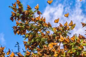 🦋 Mariposa Monarca "Santuario del Rosario" y Valle de Bravo