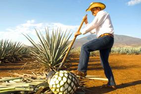 Guadalajara, Tequila, Tlaquepaque, Chapala, Tonala y Morelia