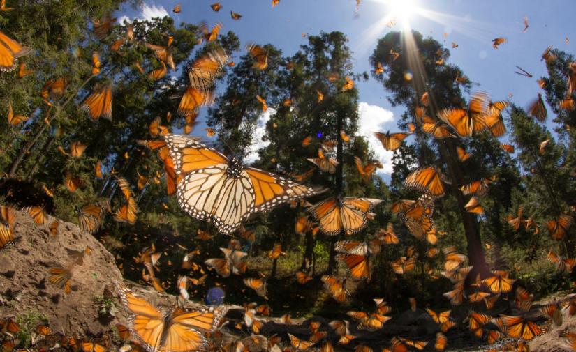 Mariposa Monarca "Santuario Piedra Herrada"