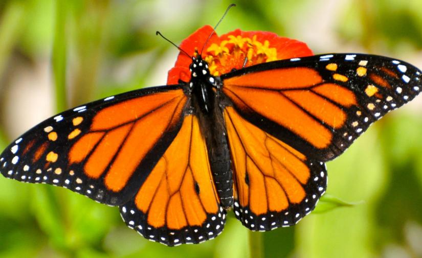 Mariposa Monarca "Santuario Piedra Herrada"