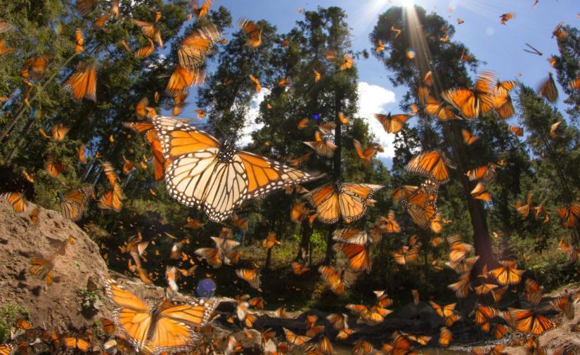 🦋 Mariposa Monarca "Santuario del Rosario" y Valle de Bravo