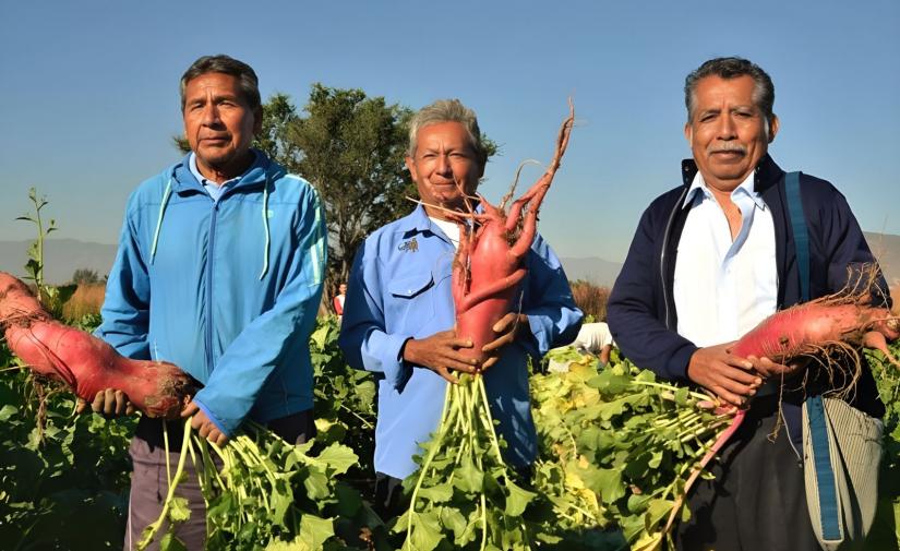 Noche de Rábanos en Oaxaca - El Tule, Mitla y fabrica de mezcal