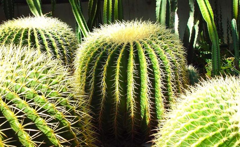 Mole de Caderas en Tehuacán 🍲 y Jardín botánico 🌵