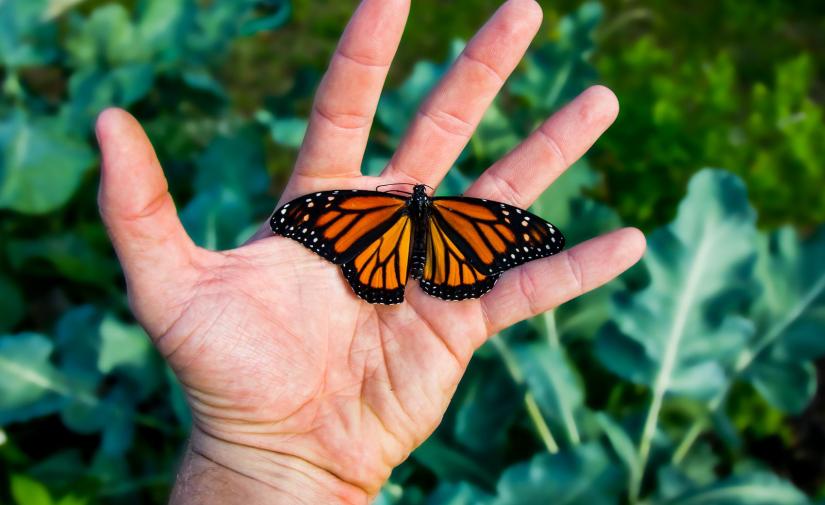 Mariposa Monarca "Santuario Piedra Herrada"