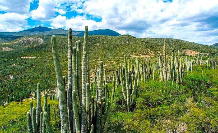 Mole de Caderas en Tehuacán 🍲 y Jardín botánico 🌵