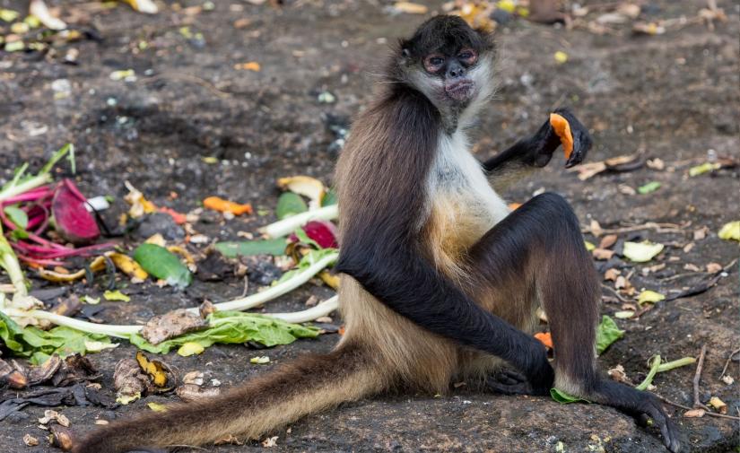 Catemaco, Playa de Sontecomapan, Eyipantla y Tlacotalpan