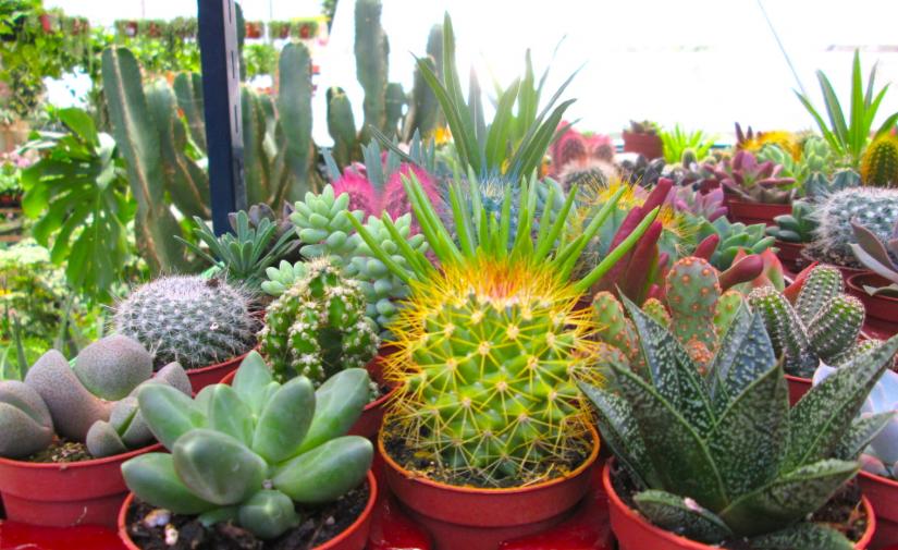 Mole de Caderas en Tehuacán 🍲 y Jardín botánico 🌵