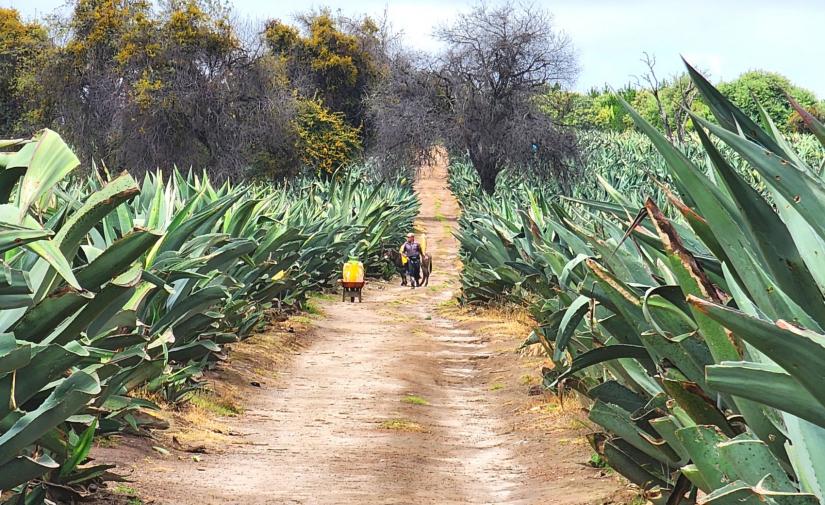 Rancho Pulquero y Zona Arqueológica de Tecoaque