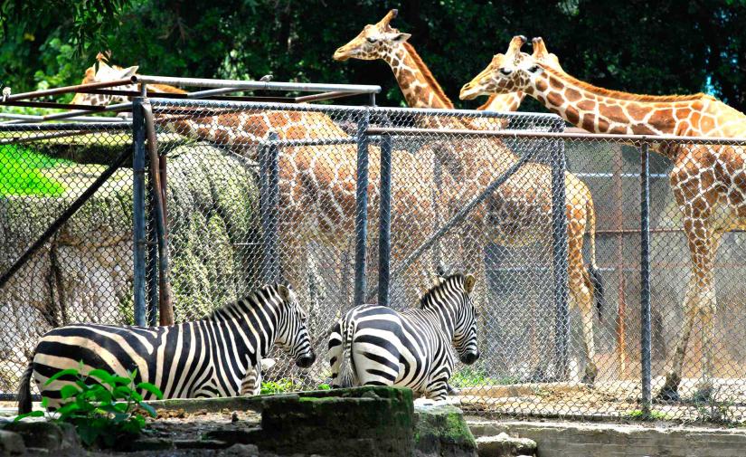 Chapultepec: zoológico, castillo y museos