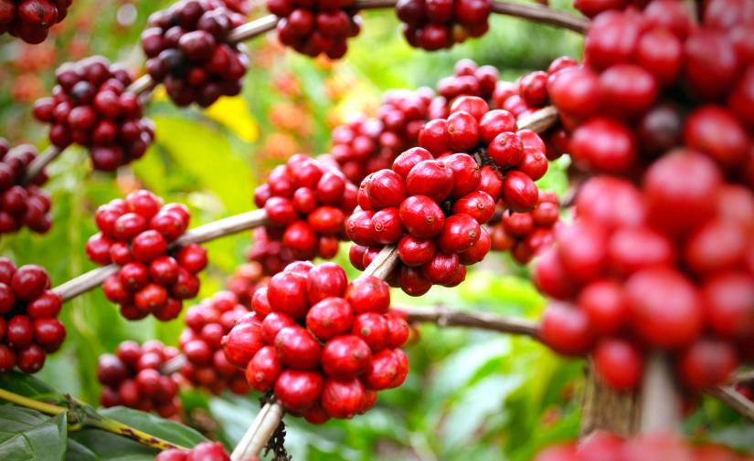 Feria del Café y Huipil en Cuetzalan ✨